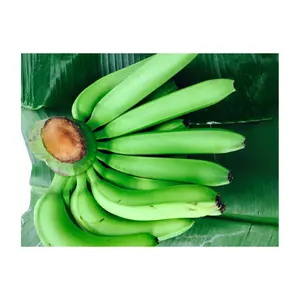 Banana Cavendish fresca por atacado de qualidade premium tipo Cavendish durante todo o ano, bons preços no Vietnã para exportação