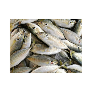 Embalaje al por mayor de Frozen Leerfish disponible para importadores globales de todo el mundo - Product Image 2