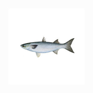 Bulk Quantity Fresh Seafood wholesale Good Quality Grey Mullet Fish Gutted <b>Frozen</b> Grey - Product Image 2