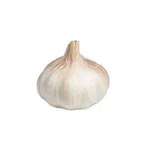 Ail blanc pur frais de qualité Canada pour la vente en gros de légumes frais en sacs/cartons en filet de 20kg prix usine ail blanc frais