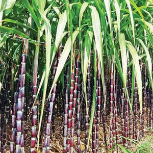 Caña de azúcar congelada dulce y fresca de alta calidad de Vietnam - Product Image 1