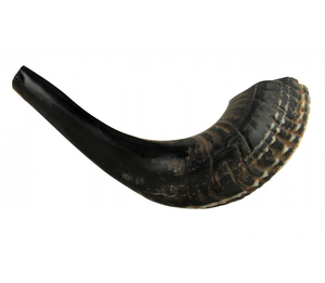 Kosher Shofar Natural Ram Horn Sheep Pulido Estilo náutico para la decoración del hogar y fines religiosos para soplar - Product Image 1