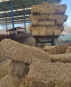 Foin d'alfalfa de haute qualité pour l'alimentation des chevaux, des bovins et des porcs - Sac en vrac avec livraison rapide et prix réduits - Product Image 4