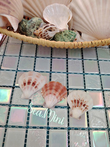 Conchas de vieiras de mar a granel de primera calidad para proyectos de arte de bricolaje, decoración y exhibiciones de bodas - Product Image 2