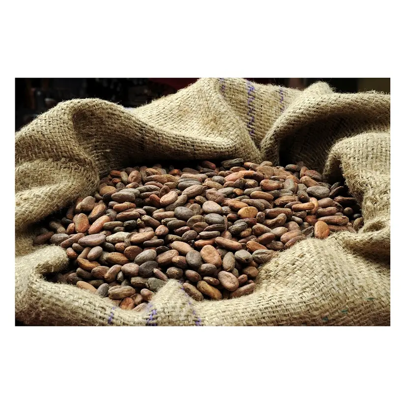 थोक निर्माता और आपूर्तिकर्ता कोको बीन्स अरिबा कोको बीन्स सूखे कच्चे कोको किण्वित कोको बीन्स उच्च गुणवत्ता