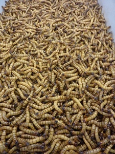 Prix d'usine de vers de farine vivants riches en protéines naturelles Vietnam/Katty - Product Image 2