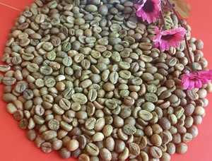 กาแฟคุณภาพสูง รับผลิตแบบ OEM/ODM เมล็ดกาแฟคุณภาพเยี่ยม ขายส่งและส่งออก - Product Image 4