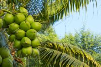 ÉCHANTILLON D'ESSAI GRATUIT Eau de coco fraîche aux fruits verts et bruns pour faire de la gelée, des bonbons ou des boissons