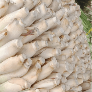 มอบต้นตะไคร้ให้กับธุรกิจขนาดใหญ่และขนาดเล็กทั่วโลก-คุณภาพดีที่สุด - Product Image 6