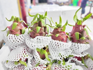Groothandel Vers Rood Dragon Fruit Uit Vietnam Geëxporteerd Naar India China Korea Taiwan Voor Landbouw Gebruik