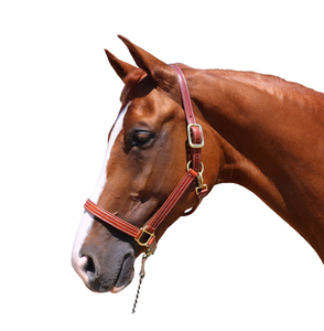 Licou de cheval anatomique de luxe | Cuir véritable de qualité supérieure, design élégant, style équestre ultra confortable et tendance - Product Image 1