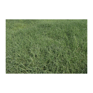 Foin de Rhodes fraîchement récolté disponible pour l'alimentation du bétail - Product Image 3