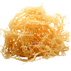 มอสทะเลสีทองของไอริช100% ป่าที่ผลิตจากเวียดนาม - Product Image 4