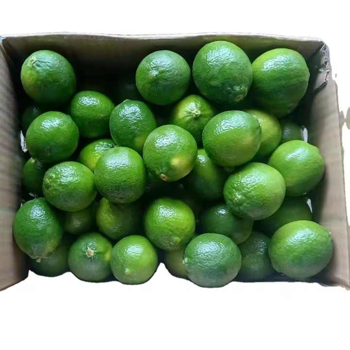Fresh Green Lemon for Sale Wholesale Premium Farm Fresh Supply Best Price Natural and Juicy Fresh Green Lemon