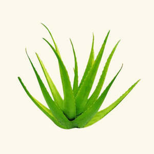 Aloe Vera Flavor Plant & Animal Oil - Product Image 1