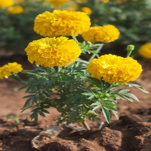 100% Pure & Natural Tagetes Marigold Flower <b>Essential</b> <b>Oil</b> at Cheap Price - Product Image 3