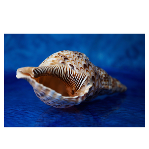 Vietnam Marine Spiral <b>Shells</b> for Ocean and Themed Projects, Craft Supplies, and Interior <b>Ornamentation</b> - Product Image 3