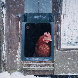 เล้าไก่อัตโนมัติเล้าไก่มีความสุขเล้าชุดประตูเล้าไก่อัตโนมัติคำแนะนำวิดีโอการขาย OEM มีสินค้า DC-DOO-1ประตูเล้าไก่อัตโนมัติ - Product Image 5