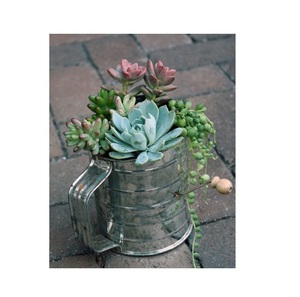 Jardinières galvanisées en forme de douane Vente en gros Pot de fleurs pour jardin Mini pots de plantes de fabricants et d'exportateurs - Product Image 1
