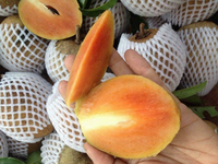 Hoogwaardige verse sapodilla vruchten, Vietnamese oorsprong, NATUURLIJK zoete Chikoo Sapota, voor groothandel, LEVERBAAR in grote hoeveelheden