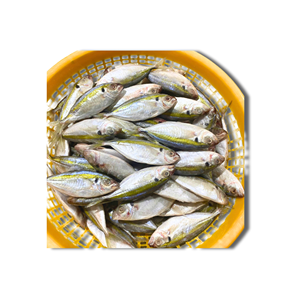 Thon jaune rayé entier congelé en vrac, produit IQF/BQF pour l'exportation, durée de conservation de 24 mois, fruits de mer congelés du Vietnam - Product Image 5