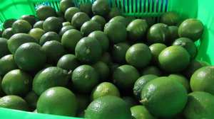 100% <b>Fresh</b> green SEEDLESS LIME high quality for exporting competitive price from Vietnam exporter - Product Image 3