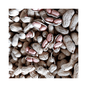 Cacahuetes blanqueados de calidad, material: granos sin piel; uso: recubrimiento de confitería y elaboración de brittle; origen: Vietnam, OEM - Product Image 4