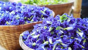 Pois papillon pour la croissance des cheveux: remède naturel renforce les racines, réduit la chute des cheveux efficacement, antioxydant, coup de pouce du cerveau en vrac - Product Image 2