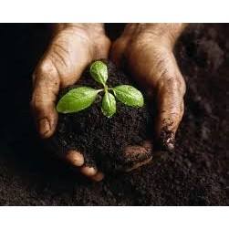 Probióticos Orgánicos Star-Zym PM, Naturales, Ecológicos y Seguros para el Uso - Product Image 2