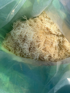 Mousse de mer toute naturelle océan brut jaune mousse de mer irlandaise/mousse de mer irlandaise fabriquée sauvage origine Vietnam pour l'exportation - Product Image 4