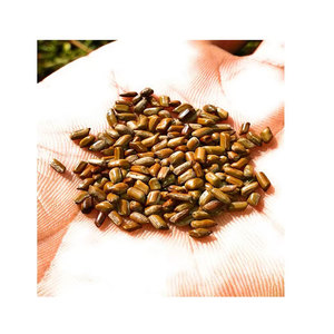 Graines de Cassia Tora les plus demandées 100% Graines de Cassia Tora biologiques du fabricant indien - Product Image 1