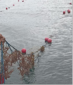 Boya Multiusos Ecológica de HDPE AQT para Cultivo de Algas Marinas y Uso Marino, Diámetro 12cm, 20cm, 30cm y 40cm - Product Image 3