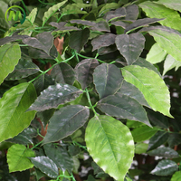 Décoration de jardin de style unique en plein air, anti-UV, feuilles réalistes au toucher, faux banian, ficus, arbre artificiel pour mariage