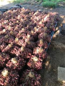 Cebollas moradas rojas en grandes cantidades de buena calidad para exportación desde Blue Lotus Farm Viet Nam - Product Image 4