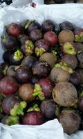 Vietnam Premium Verse Mangosteen Tropisch Superfruit Groothandel Export Aanbod