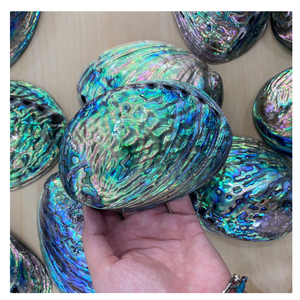 Finition chatoyante polie de coquille d'ormeau belles couleurs irisées pour l'artisanat d'art et les collections décoratives - Product Image 6