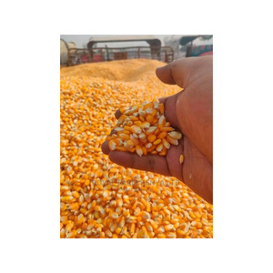 Yellow maize exported to regions in need of reliable grain supply - Product Image 4