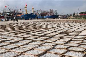 อาหารทะเลปลากะตักแบบแห้งคุณภาพสูงจากเวียดนาม - Product Image 3