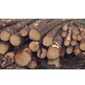 Grumes rondes en bois d'épicéa au prix de gros - Product Image 3