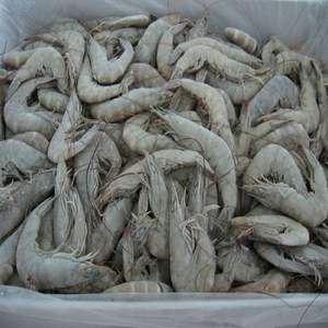 Frescura de camarones Vannamei congelados Premium garantizada en pedidos a granel | Procedentes de Vietnam - Product Image 5