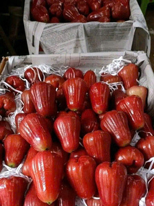 Calidad inmejorable, precio inmejorable: fruta campana a granel de nuestras granjas para usted - Product Image 4