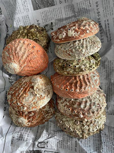 Coquillages de casque de frelon, coquillages naturels, coquillages en vrac - Product Image 2