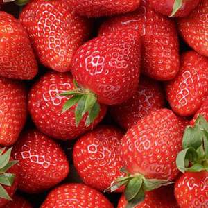 Fresas Frescas, Bayas Rojas Dulces del Jardín, con Alto Contenido de Brix 12+, Calidad de Exportación, Precio al por Mayor - Product Image 2