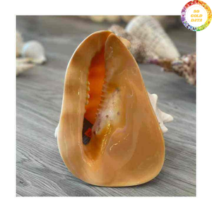 Concha Natural de Cassis Madagascariensis de Origen Vietnamita Diseñada para Decoración del Hogar y Diseños de Exhibición Curados - Product Image 4