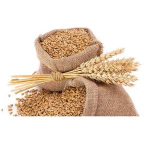Wheat <b>Grain</b> in Bulk / Hight Quality Wheat, Whole Nutrition <b>Grain</b> for Export FromAUSTRIA - Product Image 6
