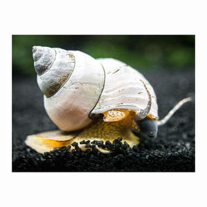 Caracoles africanos congelados, ingrediente fresco para la cocina tradicional africana y asiática - Product Image 4