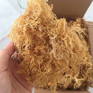 Kappaphycus Alvarezii de qualité supérieure du Vietnam Approvisionnement en vrac abordable pour les acheteurs mondiaux - Product Image 1