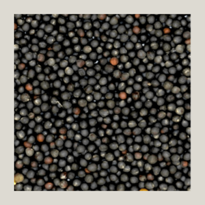 ขายเรพซีดจำนวนมากพร้อมการจัดส่งที่รวดเร็วไปยังผู้ซื้อจากต่างประเทศ - Product Image 2