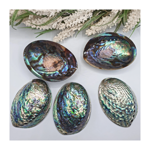 Piedra preciosa brillante pulida de concha de abulón Natural de Vietnam para suministros de joyería, manualidades y decoración con tema oceánico - Product Image 1