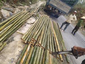 ไม้ไผ่ที่มีคุณภาพสูงในอัตราการขายส่งธรรมชาติและทนทานสำหรับการตกแต่ง - Product Image 4